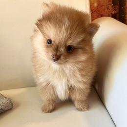Pomeranian Puppies from DNA Pomeranians