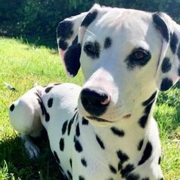 Dalmatians from PorterHaus Dalmatians