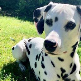 Dalmatians from PorterHaus Dalmatians