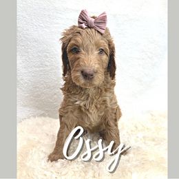 Ossy - Goldendoodle puppy in Conway, New Hampshire from Arbor Grace Doodles