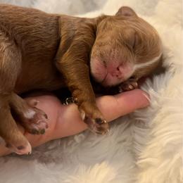 Juniper -2nd red female w white markings - Red female Cavapoo puppy in Gilbert, Arizona from Arizona Toy Cavapoos – Health‐Tested & Home‐Raised