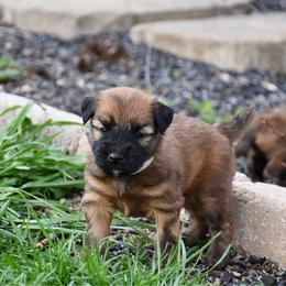 Taffy - Wheaten female Soft Coated Wheaten Terrier puppy in Kirksville, Missouri from BellSharps Australian Shepherds