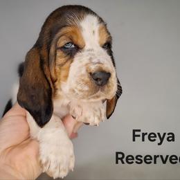 Freya - Black brown and white female Basset Hound puppy in Mack's Creek, Missouri from Mack's Creek Basset Hounds
