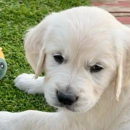 Lilly - Light golden female Golden Retriever puppy in Fresno, California from Warwick’s Central California Goldens