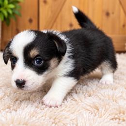 Dolly - Black and white female Cardigan Welsh Corgi puppy in Kerens, West Virginia from Leather & Lace