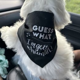Maltipoo Puppies from Eleven:11 Kennels