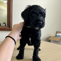 Silver - Black female Goldendoodle puppy in Summerville, South Carolina from Lizarazo Doodles