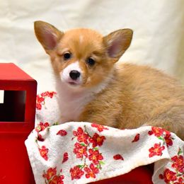 Hazel - Sable Pembroke Welsh Corgi puppy in Purcellville, Virginia from Rhone River Farm Pembroke Welsh Corgis