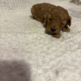 Pekingese and Poodle Puppies from Dogs lovers