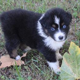 Tuscan - Black tri-color female Australian Shepherd puppy in Kansas, Oklahoma from Windy G Farm