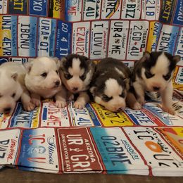 Siberian Husky Puppies from Haskins Huskies