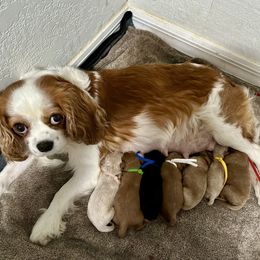Cavapoo puppies from Benji’s Cockapoos