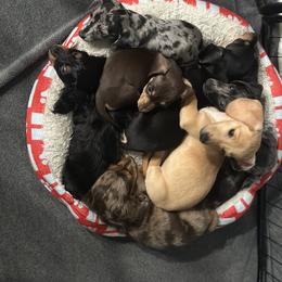 Dachshund and Golden Retriever Puppies from 50 shades of dachshund