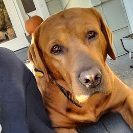 Ruger - Labrador Retriever