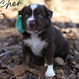 Fletcher - RTM3 - Red tri male Miniature Australian Shepherd puppy in Nacogdoches, Texas from TK Standard, Mini, & Toy Aussies