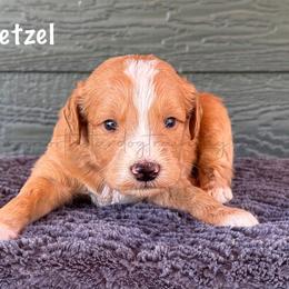 Pretzel - Apricot male Goldendoodle puppy in Lancaster, Minnesota from North Star Dog Training