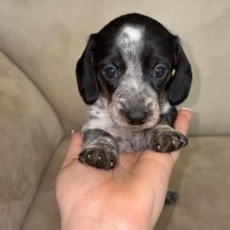 Snoopy - Piebald male Dachshund puppy in Goldthwaite, Texas from Mini Mama Dachshunds