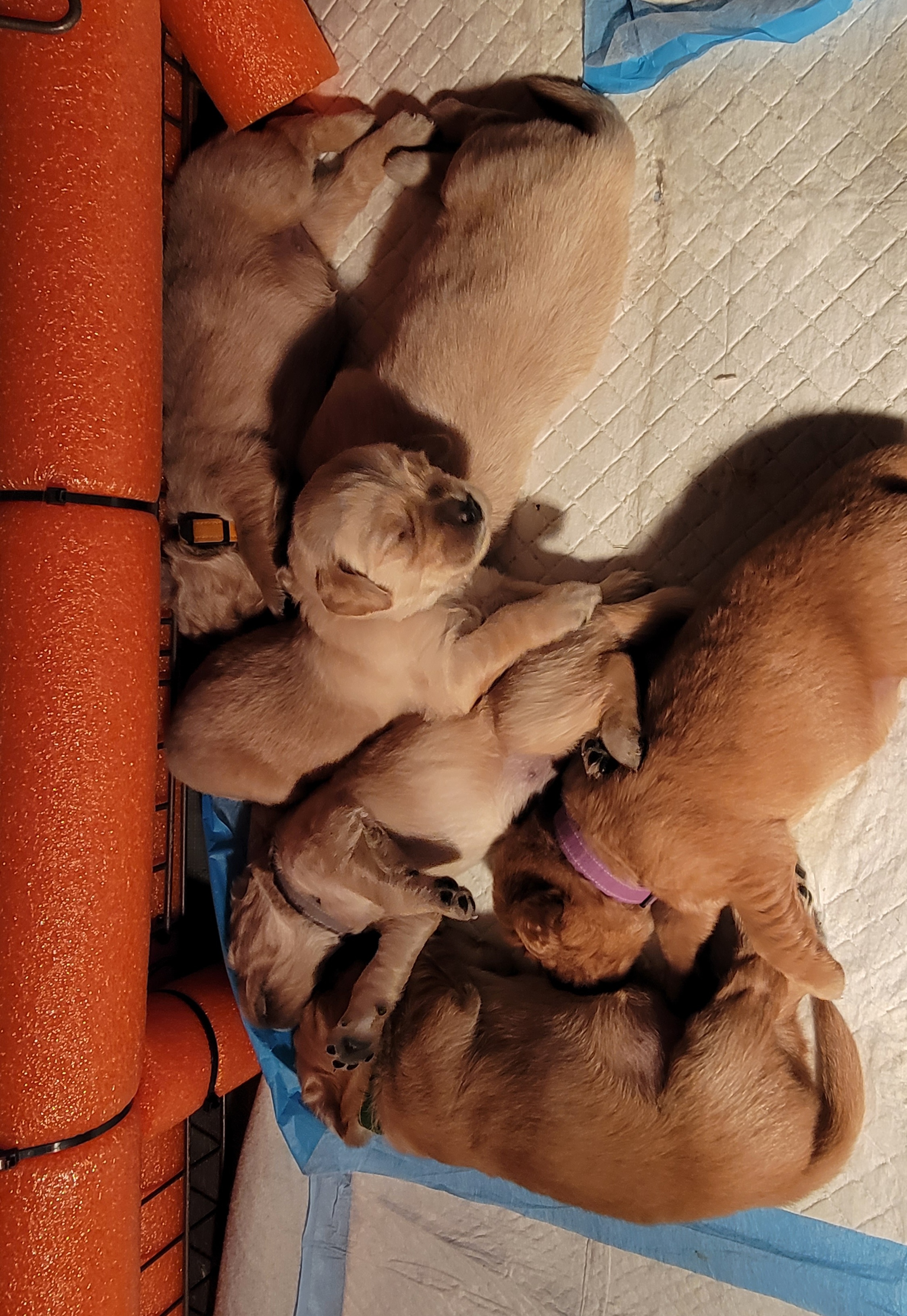 Golden Retriever Puppies from JK Goldens