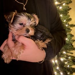 BooBear - Black and gold male Yorkshire Terrier puppy in Phoenix, Arizona from De La Cruz Yorkies