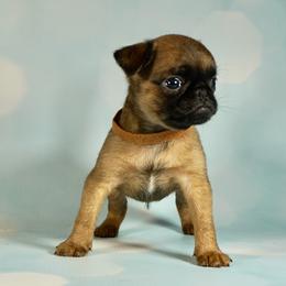 AKC Brown Collar - Red male Brussels Griffon puppy in Florida from Robin’s Griffons