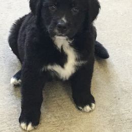 Bernese Mountain Dog, Golden Mountain Dog, and Golden Retriever Puppies from Canyon Meadows Farm
