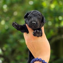 Obsidian - Black and white male Aussiedoodle puppy in Centreville, Mississippi from Trin's Designer Doodles