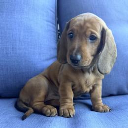 Yellow - Sable male Dachshund puppy in Orange, California from Harper’s Happy Weens