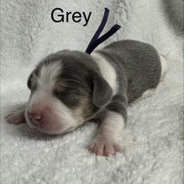 Grey AKC - Blue tan and white male Beagle puppy in Rogersville, Missouri from Hales Little Beagle Haven