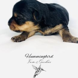 Yorkshire Terrier Puppies from Hummingbird Farm & Gardens