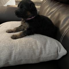German Shepherd Puppies from Highland German Shepherds