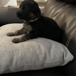 German Shepherd Puppies from Highland German Shepherds