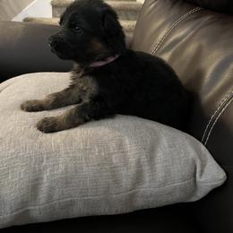 German Shepherd Puppies from Highland German Shepherds