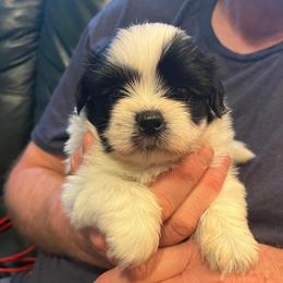 Duke - Black and white male Shih Tzu puppy in Reading, Michigan from You Little Shih-tzu’s 😊