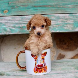 Poodle Puppies from KM AKC Toy poodles