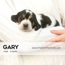 Gary - Black white and brown male Basset Hound puppy in Jefferson City, Missouri from Triple Hill Farm