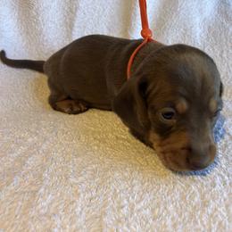 Max - Chocolate and tan male Dachshund puppy in Mocksville, North Carolina from The Dachs of Hazzard Dachshunds