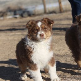 Australian Shepherds from HT2 Australian Shepherds