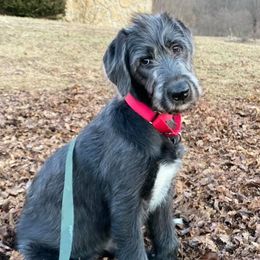 Irish Wolfhounds from Timbercreek Irish Wolfhounds
