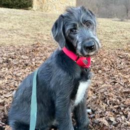 Irish Wolfhounds from Timbercreek Irish Wolfhounds