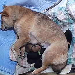 Chupa Delta Boy 4 - Black and tan male Shiba Inu puppy in Brecksville, Ohio from Shomaisou Shiba Inu