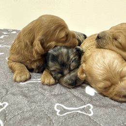 Cockapoo Puppies from Kentucky Cockapoos
