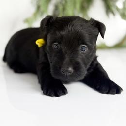 Birdie - Black female Scottish Terrier puppy in Mount Joy, Pennsylvania from K&M Kennel
