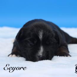 Eeyore - Black tri male Miniature Australian Shepherd puppy in Weeki Wachee, Florida from Arlington's Mini Aussies
