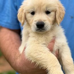 Piper - Light golden female Golden Retriever puppy in Warrenton, Virginia from Four Lochs LLC