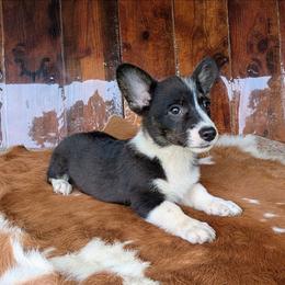 Roz Doyle - Brindle and white female American Corgi puppy in Paden, Oklahoma from Sunray Ranch
