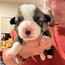 Penny - Pink girl - Red female Pembroke Welsh Corgi puppy in Woodinville, Washington from Heatherland Corgis
