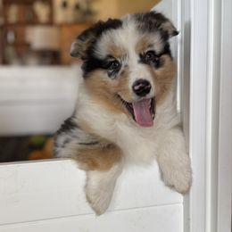 Rose - Blue merle female Australian Shepherd puppy in Ephrata, Pennsylvania from Weavers Indian Run Aussies