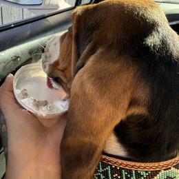 Basset Hound Puppies from Kylee's Bassets