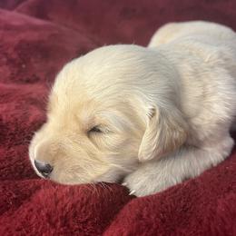 Churro - Golden male Golden Retriever puppy in Blackfoot, Idaho from Ivy’s Goldens