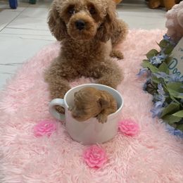 Poodle Puppies from Red toy poodles